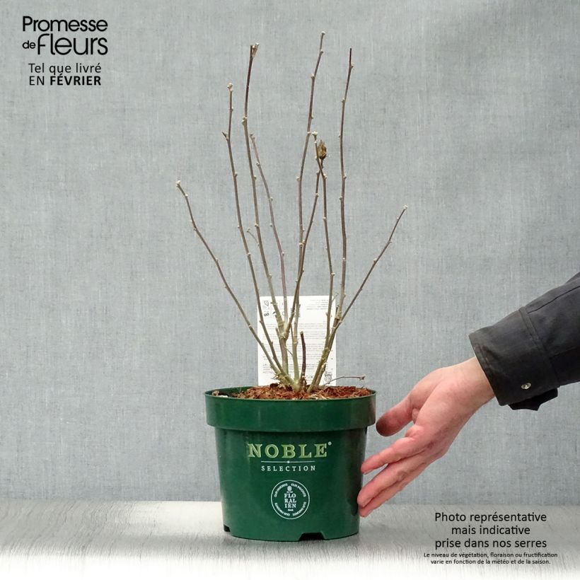 Hibiscus syriacus Pink Chiffon - Rose of Sharon 3L/4L pot sample as delivered in winter