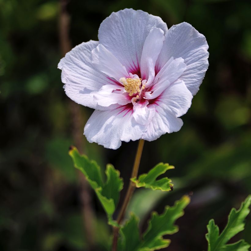 Hibiscus syriacus Pink Chiffon - Rose of Sharon (Flowering)