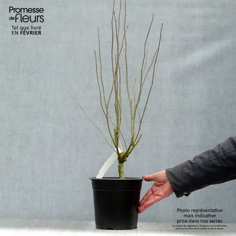 Hibiscus&#x20;syriacus&#x20;Pinky&#x20;Spot&#x20;-&#x20;Rose&#x20;of&#x20;Sharon&#x20;4L&#x2F;5L&#x20;pot&#x20;sample&#x20;as&#x20;delivered&#x20;in&#x20;winter