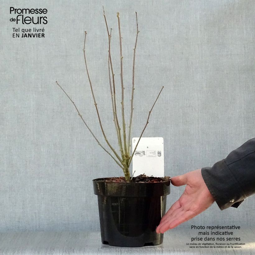 Hibiscus syriacus Purple Ruffles - Rose of Sharon 3L/4L pot sample as delivered in winter