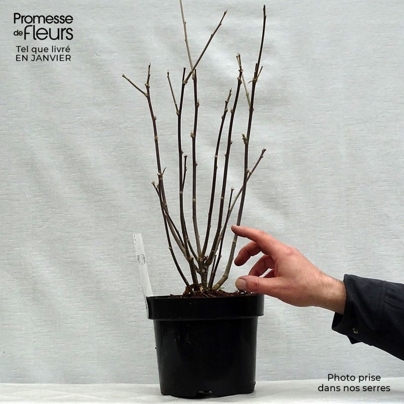 Hibiscus syriacus Shintaeyang - Rose of Sharon 3L/4L pot sample as delivered in winter