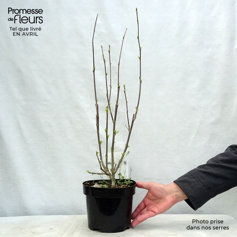 Hibiscus syriacus Shintaeyang - Rose of Sharon 3L/4L pot sample as delivered in spring