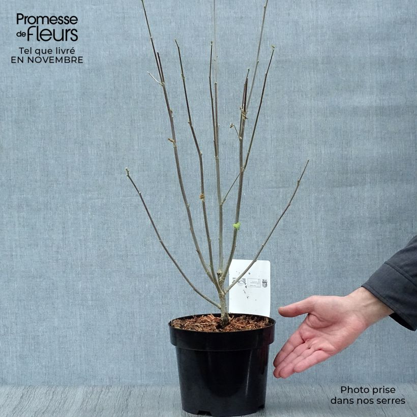 Hibiscus syriacus Shintaeyang - Rose of Sharon 3L/4L pot sample as delivered in autumn