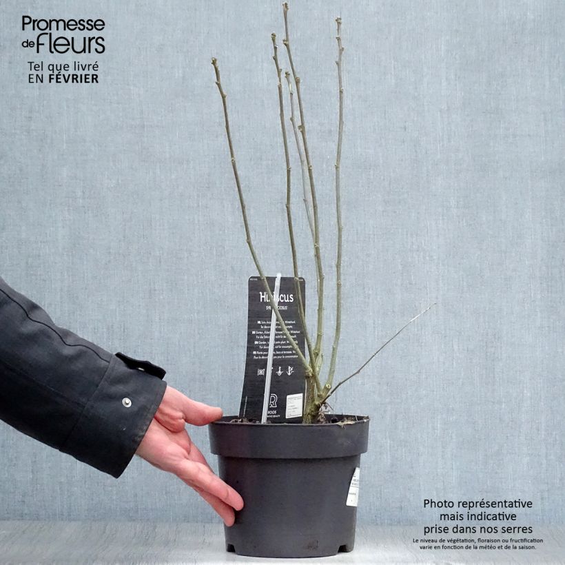 Hibiscus syriacus Speciosus - Rose of Sharon 2L/3L pot sample as delivered in winter