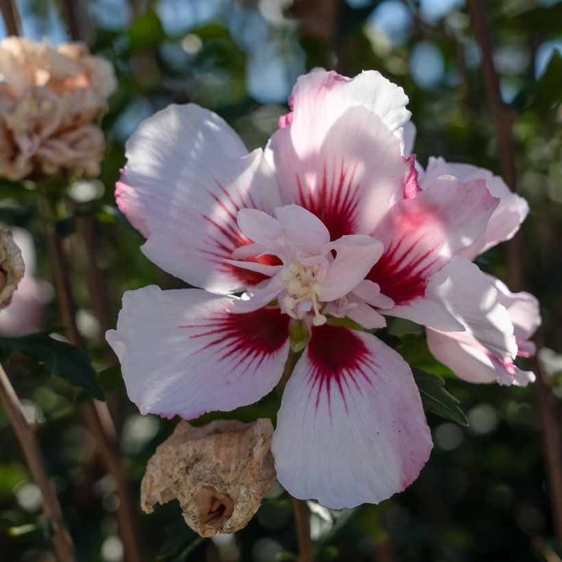 Hibiscus syriacus Starburst Chiffon - Rose of Sharon (Flowering)
