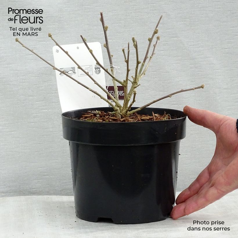 Hibiscus syriacus Summer Ruffle - Rose of Sharon 3L/4L pot sample as delivered in spring