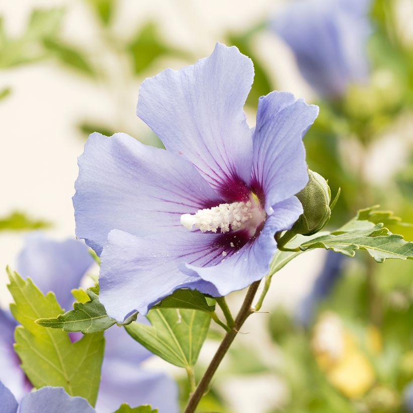 Hibiscus syriacus Ultramarine Minultra - Rose of Sharon (Flowering)