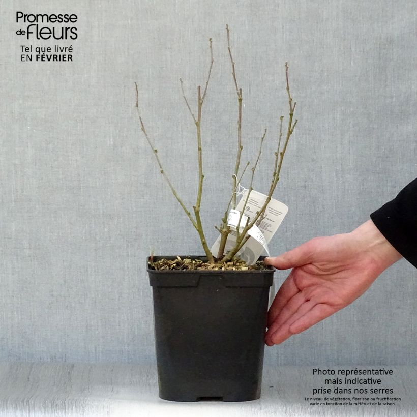 Hibiscus syriacus Ultramarine Minultra - Rose of Sharon 3L/4L pot sample as delivered in winter