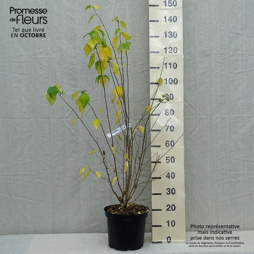Hibiscus syriacus Ultramarine Minultra - Rose of Sharon 7.5L/10L pot sample as delivered in autumn