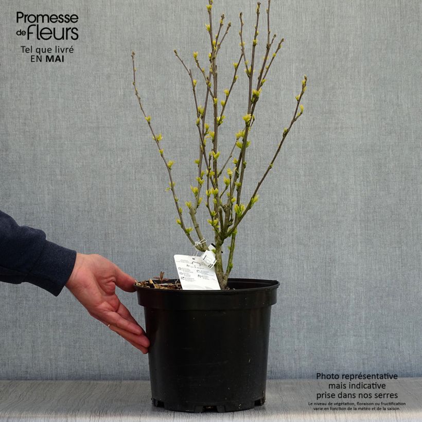 Hibiscus syriacus Ultramarine Minultra - Rose of Sharon 7.5L/10L pot sample as delivered in spring