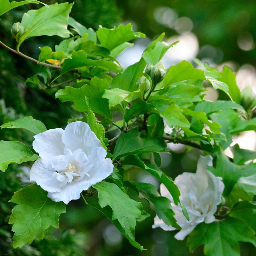 Hibiscus syriacus White Chiffon - Rose of Sharon (Foliage)