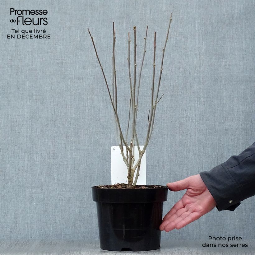 Hibiscus syriacus Woodbridge - Rose of Sharon 2L/3L pot sample as delivered in winter