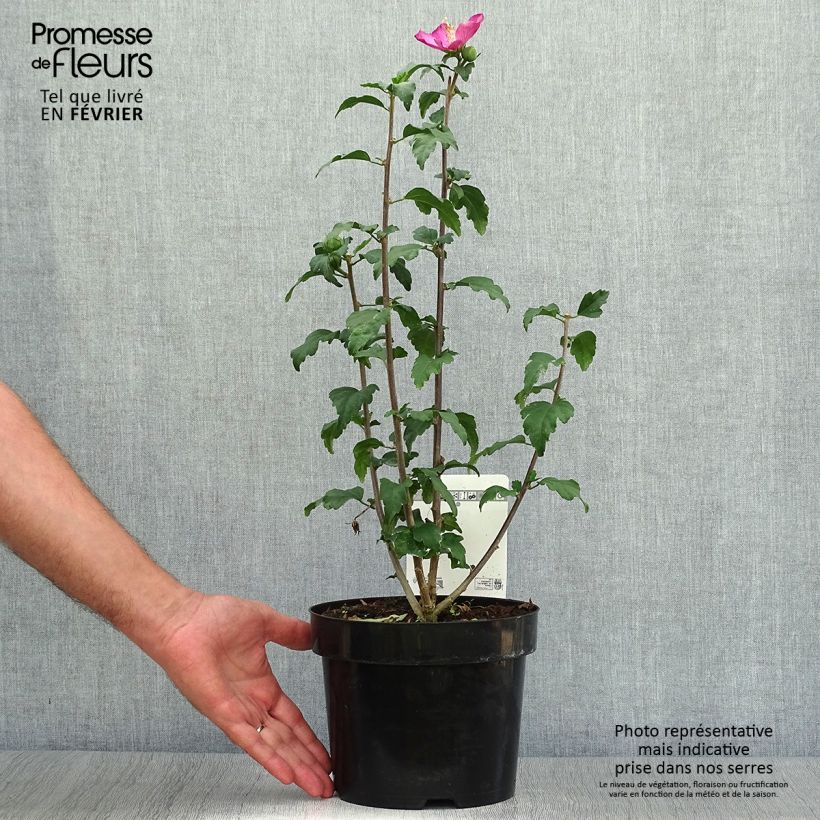 Hibiscus syriacus Woodbridge - Rose of Sharon 2L/3L pot sample as delivered in autumn