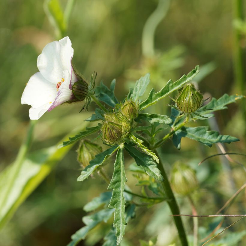 Hibiscus trionum - African Hibiscus (Foliage)