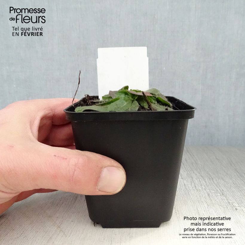 Hieracium aurantiacum 8/9 cm pot sample as delivered in winter