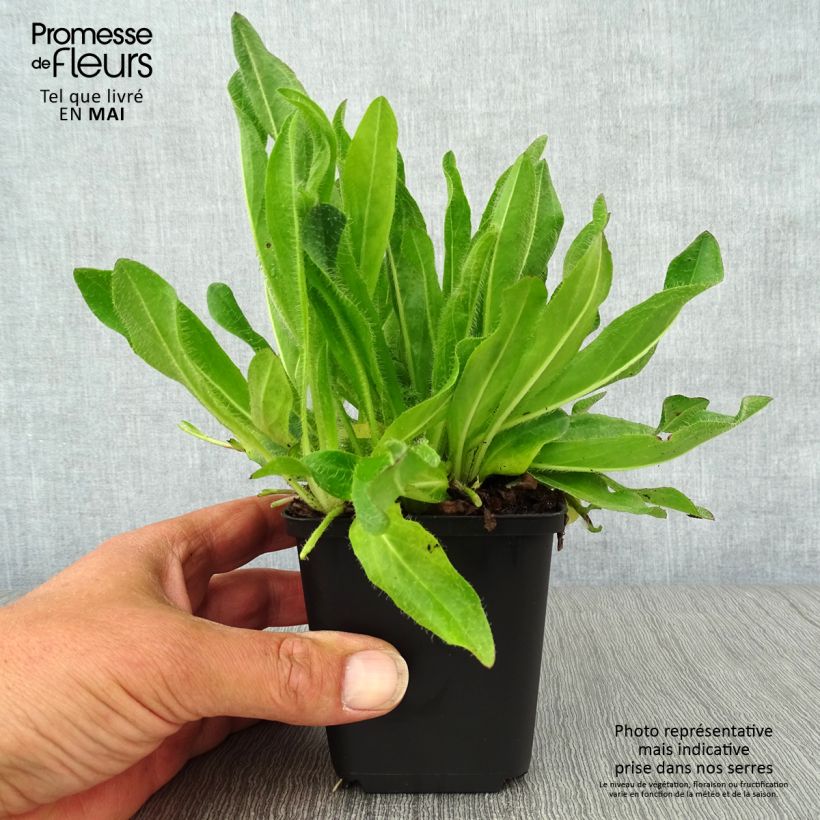 Hieracium aurantiacum 8/9 cm pot sample as delivered in spring