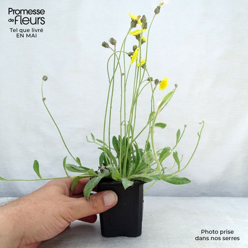Hieracium pilosella 8/9 cm pot sample as delivered in spring