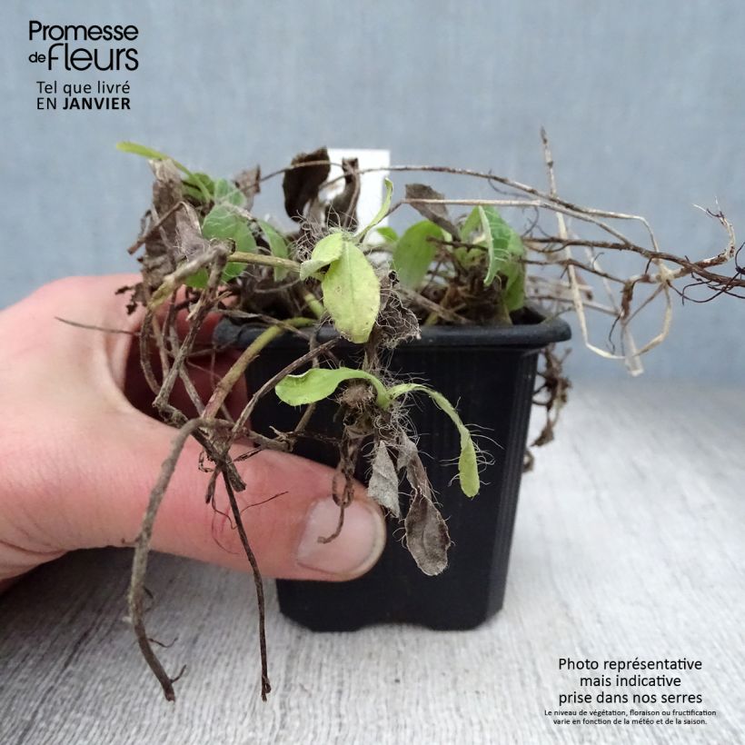 Hieracium pilosella 8/9 cm pot sample as delivered in winter