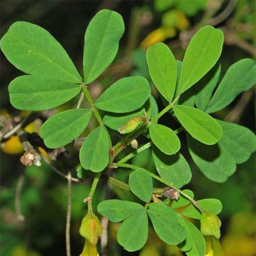 Hippocrepis emerus (Foliage)