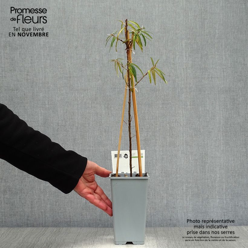 Hippophae rhamnoides Friesdorfer Orange 1.5L/2L pot sample as delivered in autumn