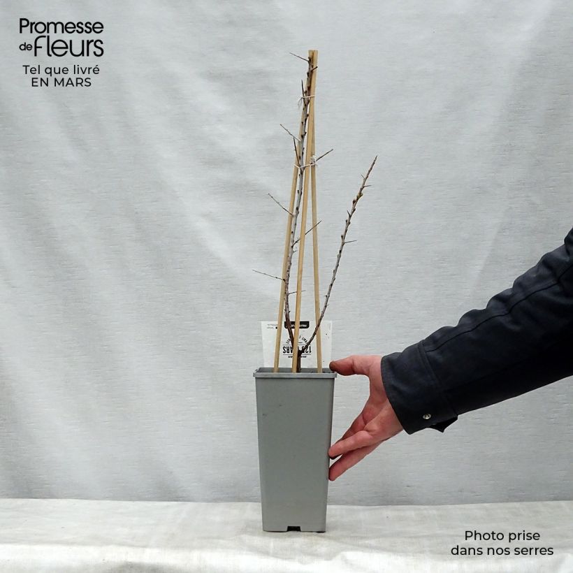 Hippophae rhamnoides Leikora 1.5L/2L pot sample as delivered in spring