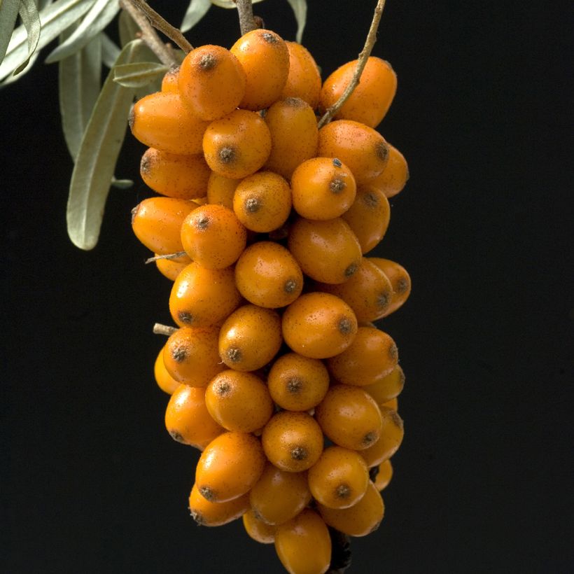 Hippophae rhamnoides Leikora (Harvest)
