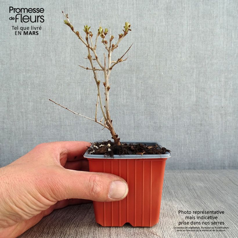 Hippophae rhamnoides Leikora 8/9 cm pot sample as delivered in winter