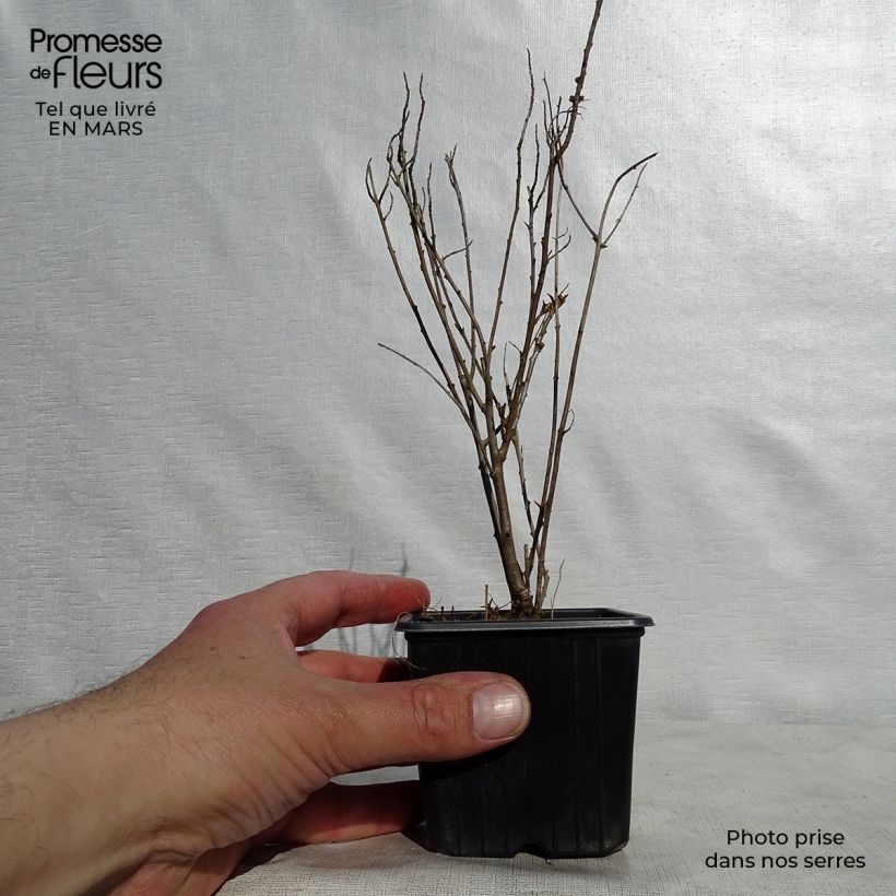 Hippophae rhamnoides Leikora 8/9 cm pot sample as delivered in spring