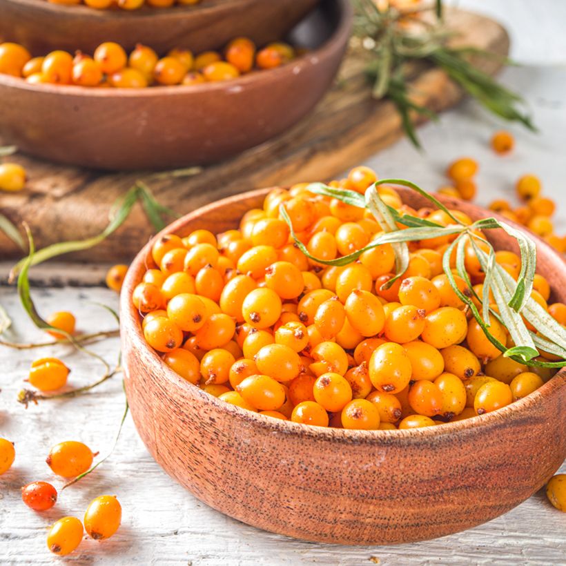 Hippophae rhamnoides Orange Energy Hagebo (Harvest)