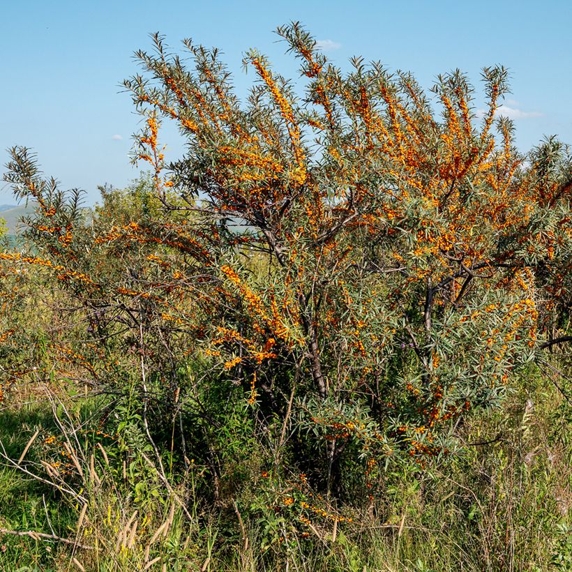 Hippophae rhamnoides Orange Energy Hagebo (Plant habit)