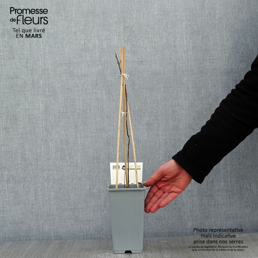 Hippophae rhamnoides Pollmix 1.5L/2L pot sample as delivered in winter