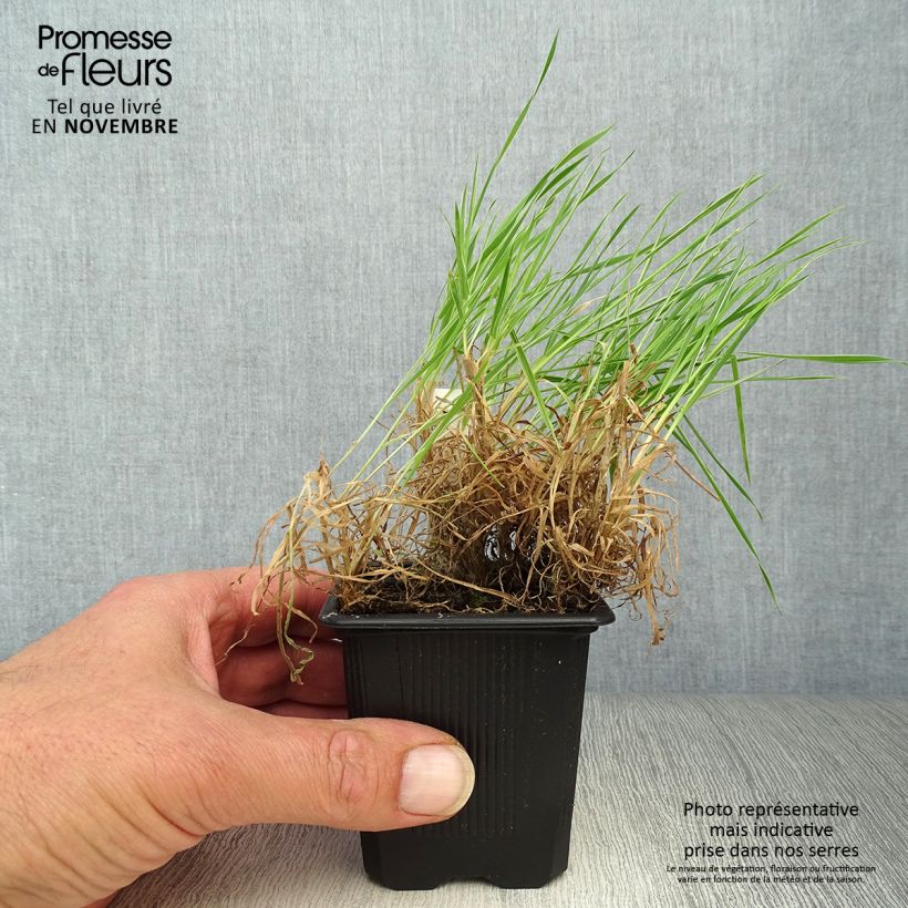 Holcus mollis Albovariegatus - Variegated creeping soft grass 8/9 cm pot sample as delivered in autumn