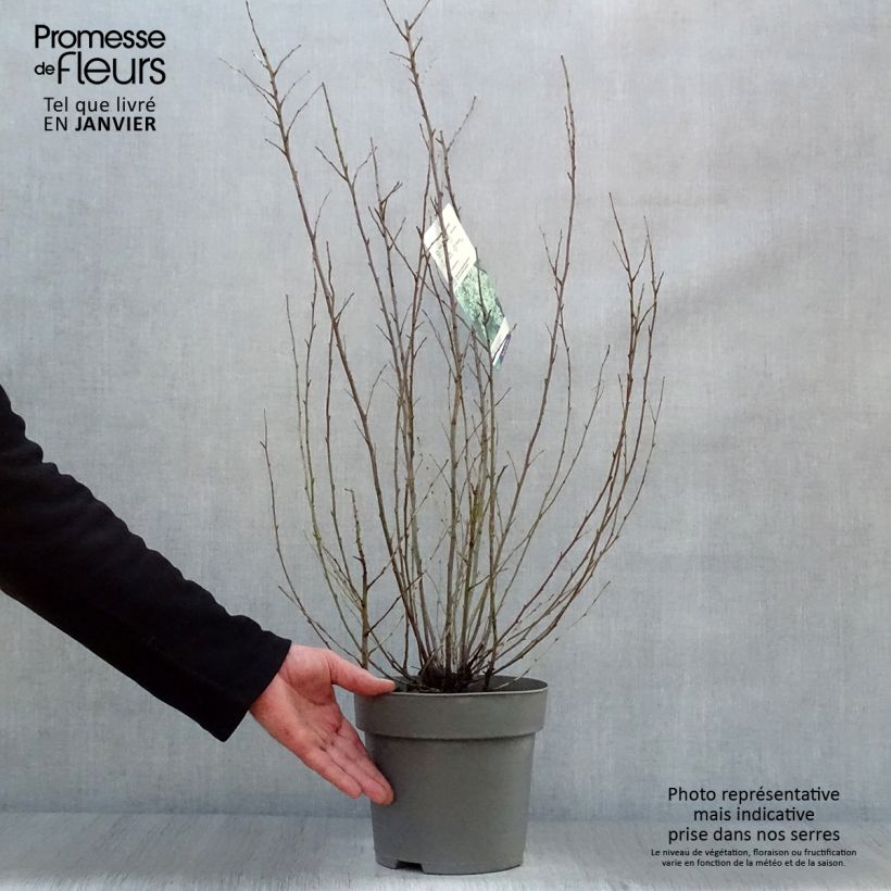 Holodiscus discolor 4L/5L pot sample as delivered in winter