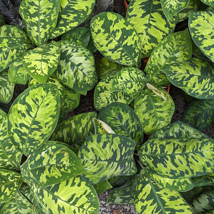 Aglaonema wallisii Camouflage - Chinese evergreen (Foliage)