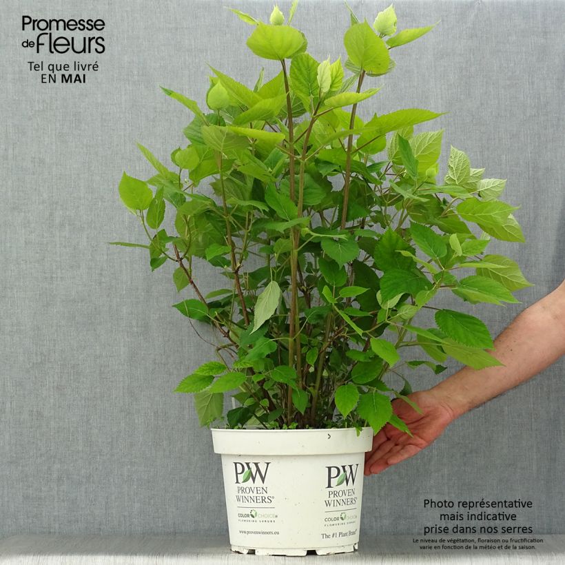 Hydrangea arborescens Lime Rickey 7.5L/10L pot sample as delivered in spring