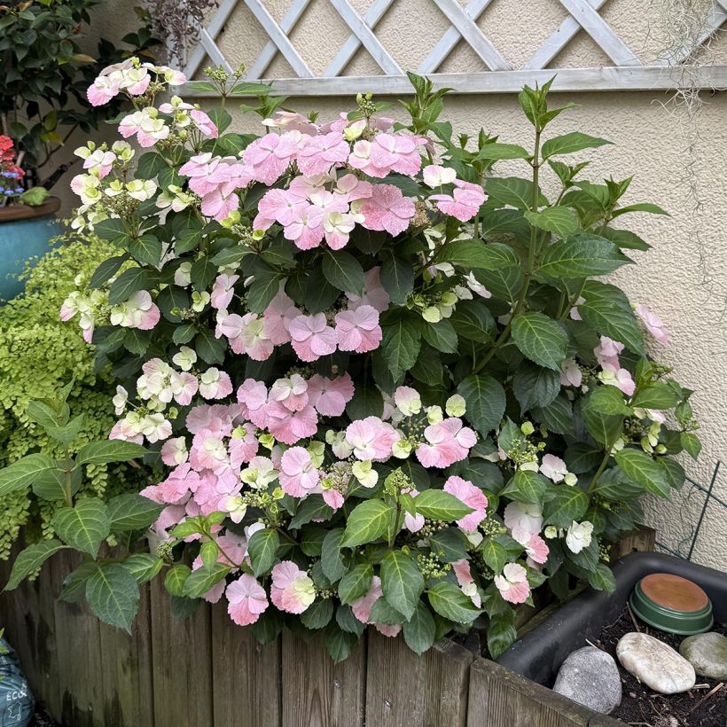 Hydrangea French Bolero (Plant habit)