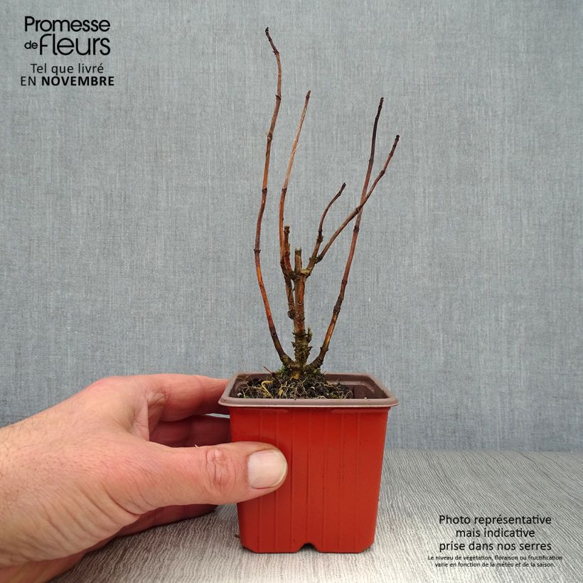 Hydrangea arborescens Annabelle 8/9 cm pot sample as delivered in autumn