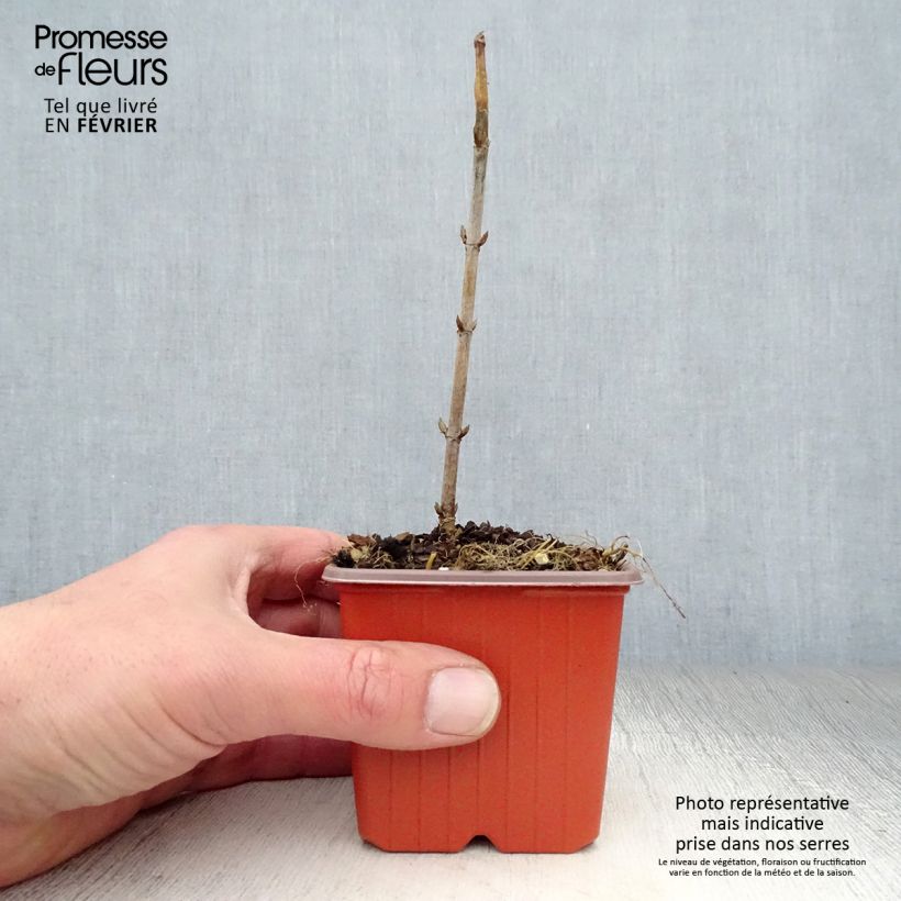 Hydrangea arborescens Annabelle 8/9 cm pot sample as delivered in winter