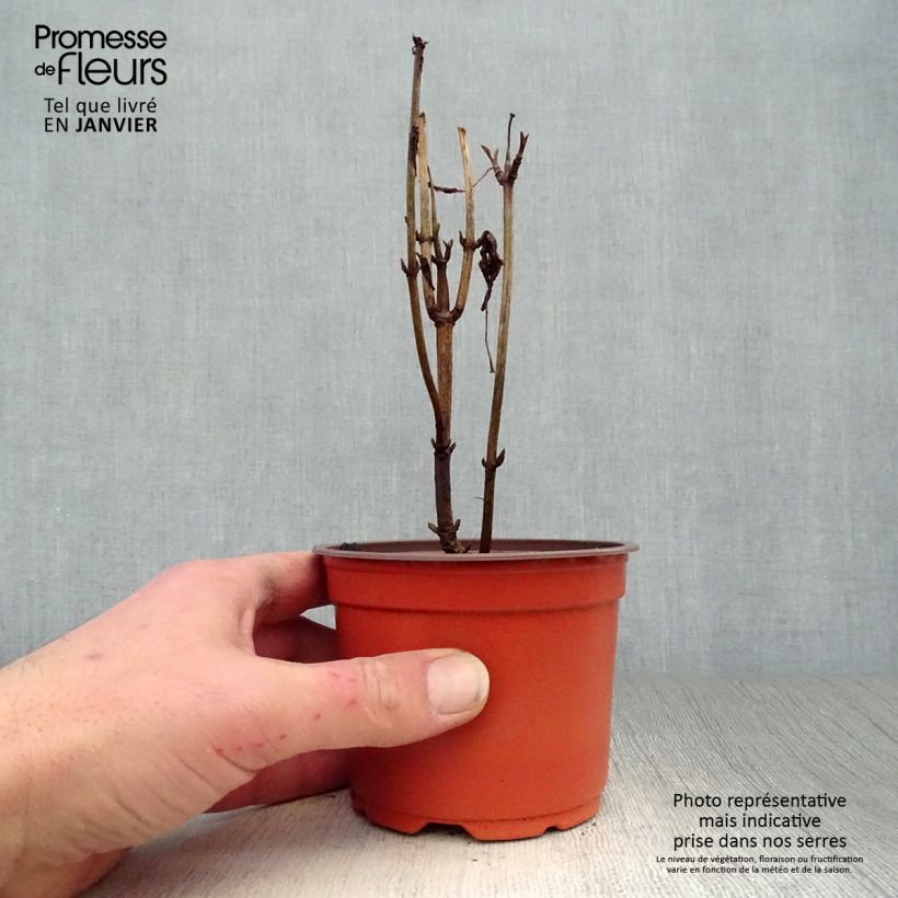 Hydrangea arborescens Annabelle 12cm pot sample as delivered in winter