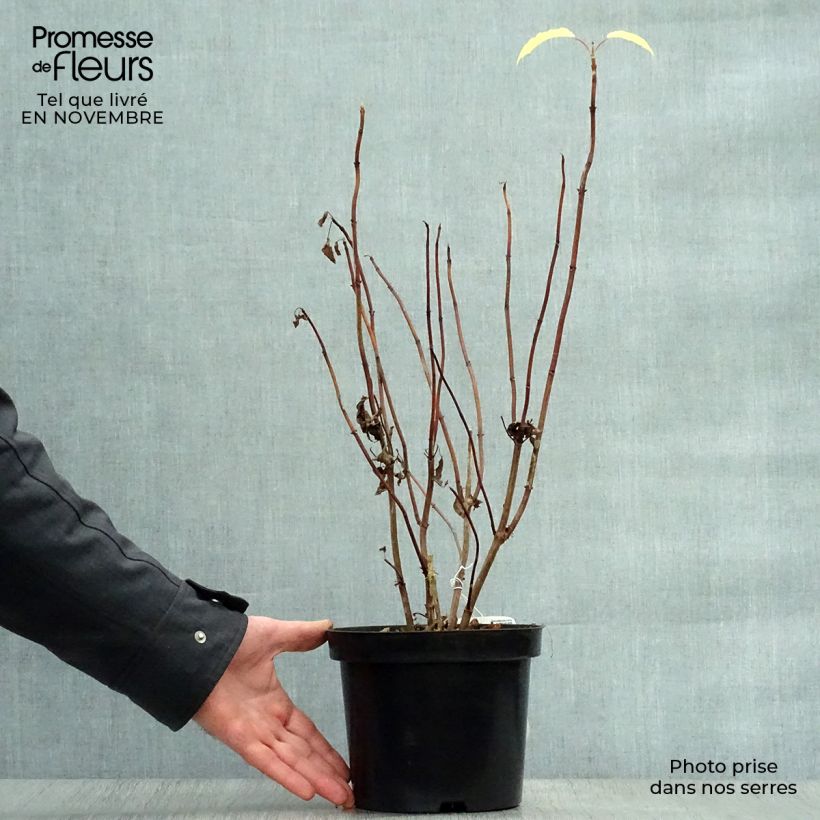 Hydrangea arborescens Annabelle 2L/3L pot sample as delivered in autumn