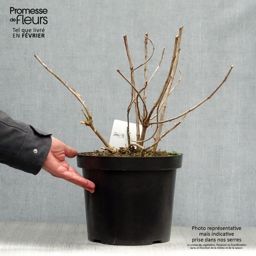 Hydrangea arborescens Annabelle 7.5L/10L pot sample as delivered in winter