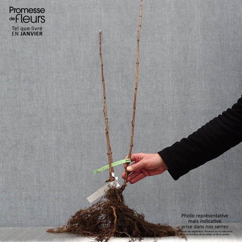 Hydrangea arborescens Annabelle Bare root sample as delivered in winter