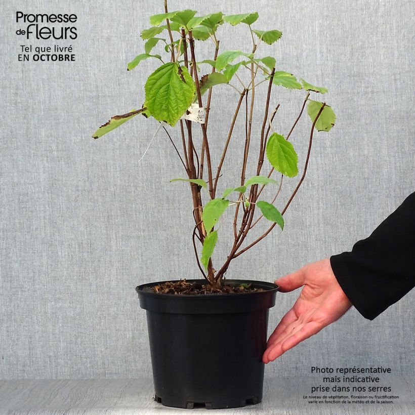 Hydrangea arborescens Candybelle Bubblegum 3L/4L pot sample as delivered in autumn