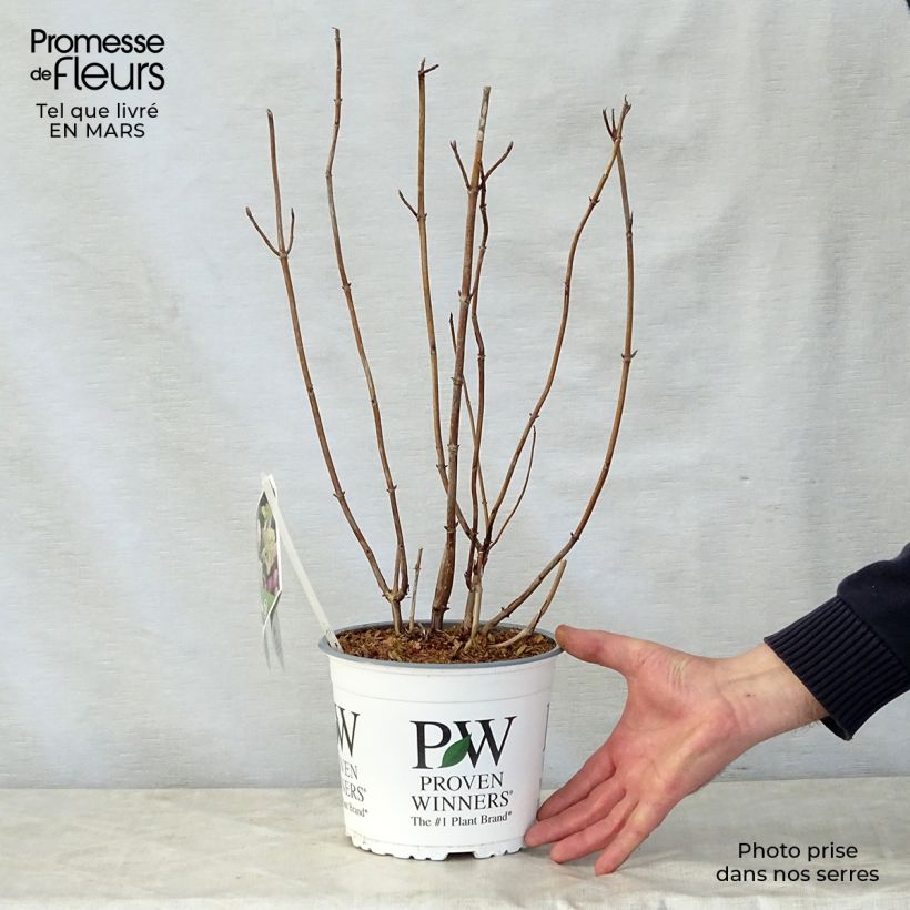 Hydrangea arborescens Lime Rickey 2L/3L pot sample as delivered in spring