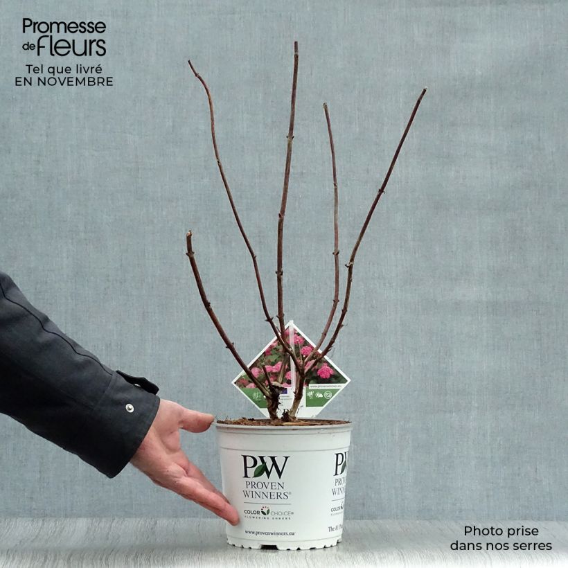 Hydrangea arborescens Pink Annabelle - Invicibelle 2L/3L pot sample as delivered in autumn