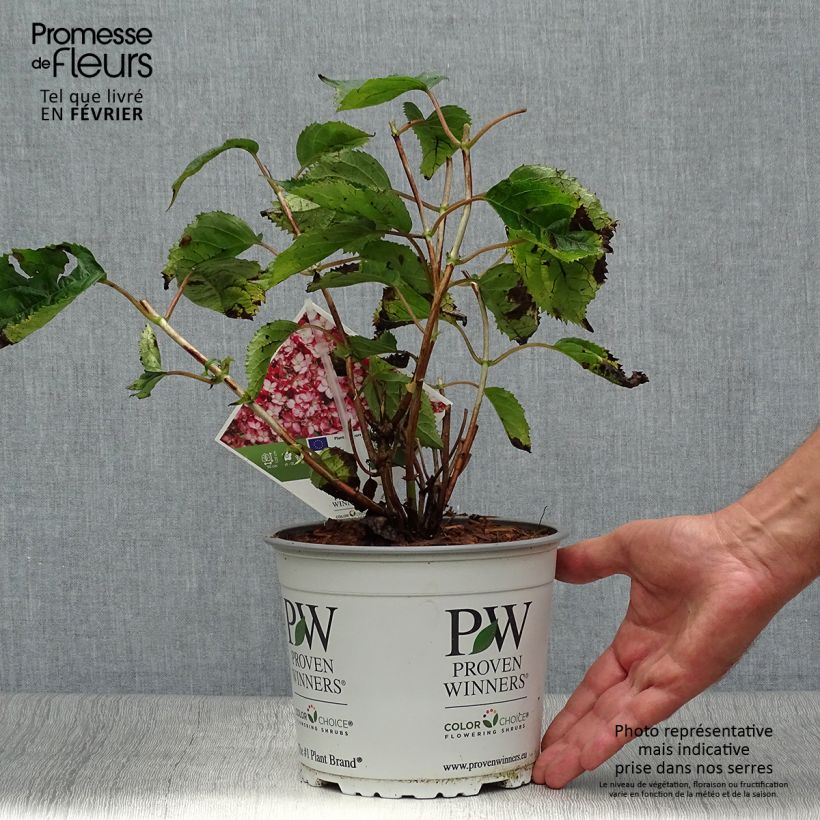 Hydrangea arborescens Ruby Annabelle 2L/3L pot sample as delivered in autumn