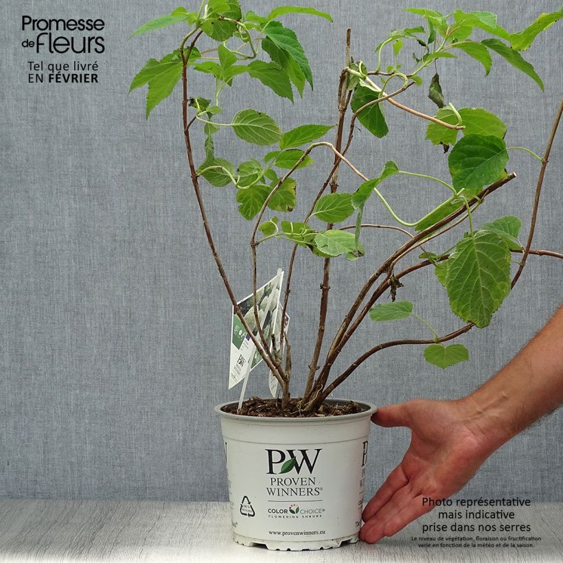 Hydrangea arborescens Strong Annabelle - Incrediball 2L/3L pot sample as delivered in autumn