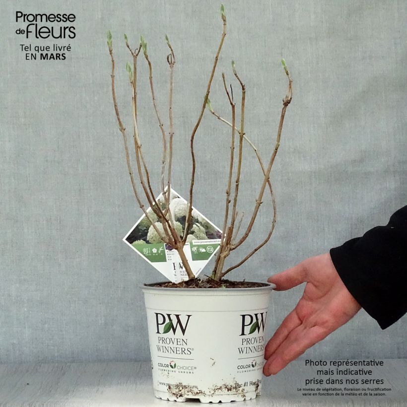 Hydrangea arborescens Strong Annabelle - Incrediball 2L/3L pot, Bush sample as delivered in spring
