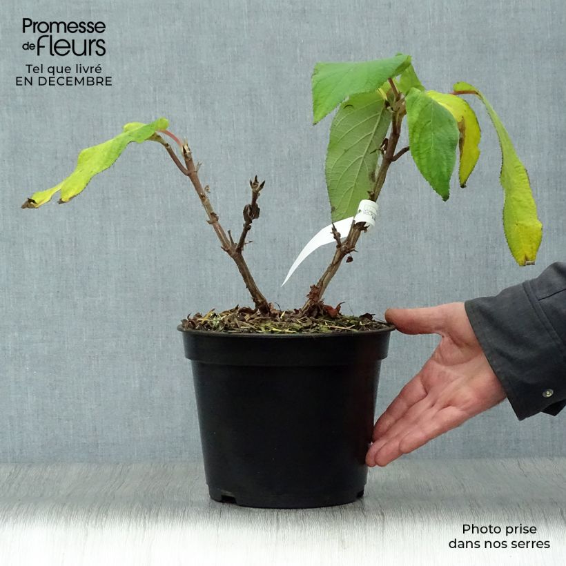 Hydrangea aspera Anthony Bullivant 3L/4L pot sample as delivered in winter