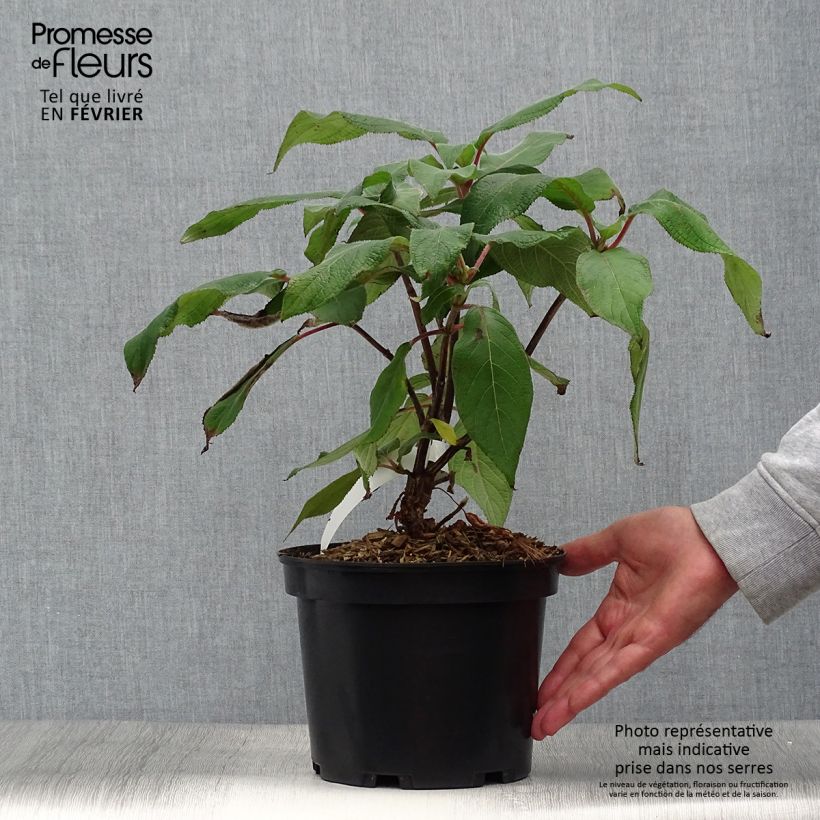 Hydrangea aspera Anthony Bullivant 3L/4L pot sample as delivered in autumn